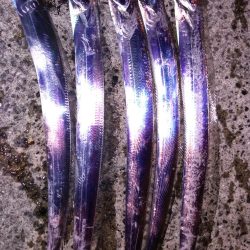 まあまあサイズ