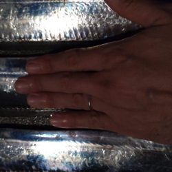 雨中のタチウオ