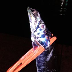 タチウオまだいける？