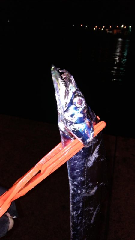 タチウオまだいける？