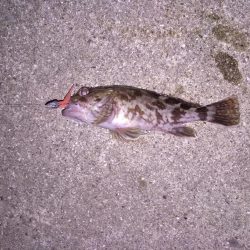 ライトワインドで