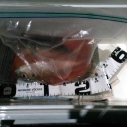 谷川漁港ゴロタ周辺を調査しました。