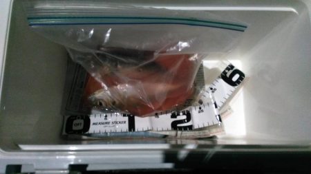 谷川漁港ゴロタ周辺を調査しました。