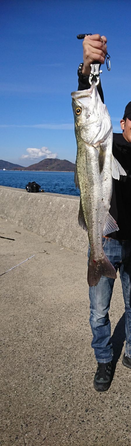 青物のはずがシーバス