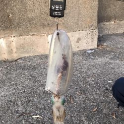 アオリイカ 900g