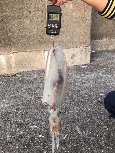 アオリイカ 900g