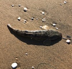 津サーフフィッシング 寒い中マゴチ釣れました