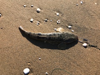 津サーフフィッシング 寒い中マゴチ釣れました