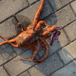 F6 125㎝　ドラゴン