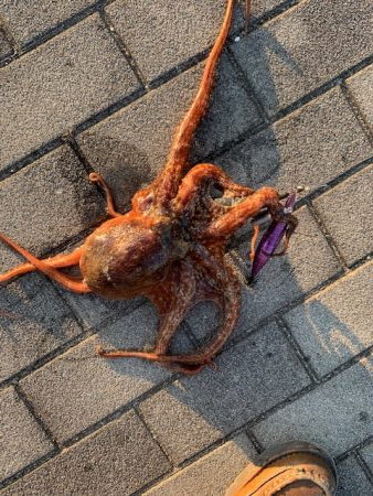 F6 125㎝　ドラゴン