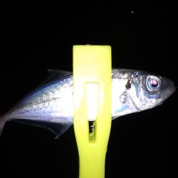 11月最後の釣り