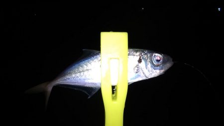 11月最後の釣り