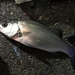 雨の中、強行アジング