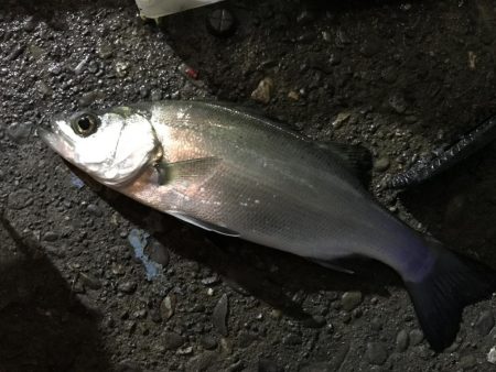 雨の中、強行アジング