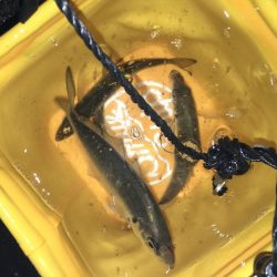 締めくくりアジング