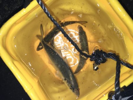 締めくくりアジング