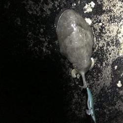 今年激シブの南紀でも場所選べばなんとかエギングでアオリイカ釣れる