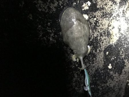 今年激シブの南紀でも場所選べばなんとかエギングでアオリイカ釣れる