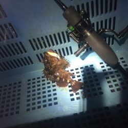 ふら~とフラットフィッシュ