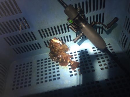 ふら~とフラットフィッシュ