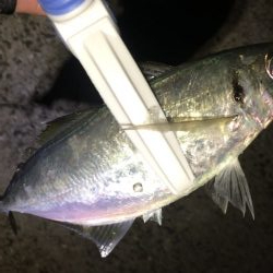 何とかアジングデビュー！？