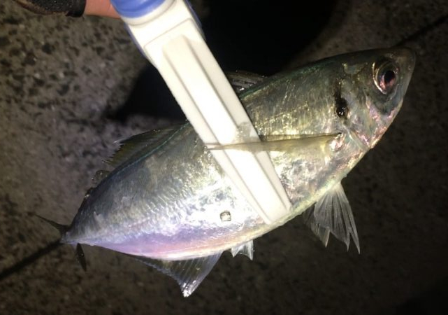 何とかアジングデビュー！？