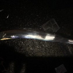 この時期にしては素晴らしい