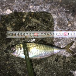 釣り納めアジング？