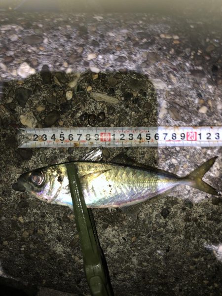 釣り納めアジング？