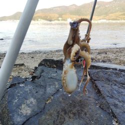 1日でキスの型が・・・