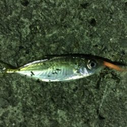 今冬初メバリング