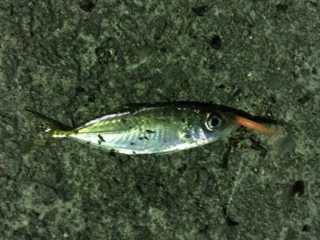 今冬初メバリング