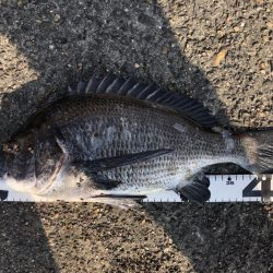 イチノ兄弟、釣果!