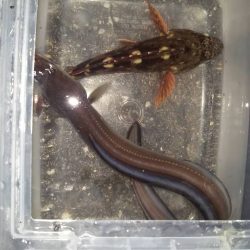 タチウオゲット