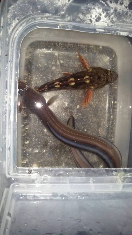 タチウオゲット