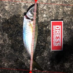 ドラゴンタチウオと中アジ