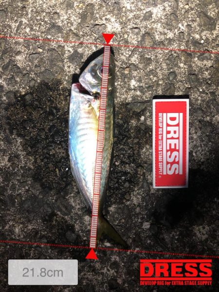 ドラゴンタチウオと中アジ