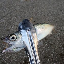 難易度高い タチウオ ウキ釣り