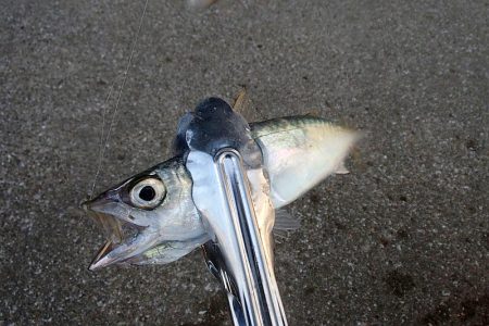 難易度高い タチウオ ウキ釣り