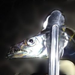 タチウオ テンヤは好調