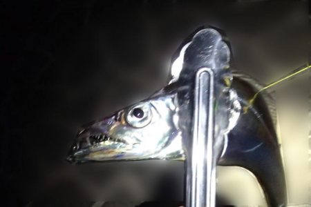 タチウオ テンヤは好調