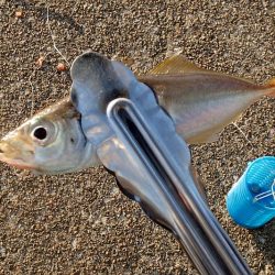 まだいける タチウオ