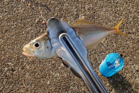 まだいける タチウオ