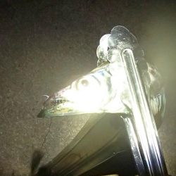 まだいける タチウオ＆サビキ