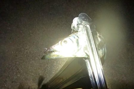 まだいける タチウオ＆サビキ