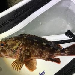 デブアジで釣り納め！