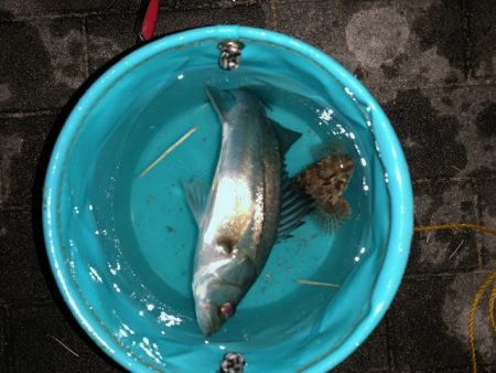 コスモ 今日は渋い