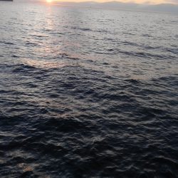 今シーズン初500g アップ⤴⤴