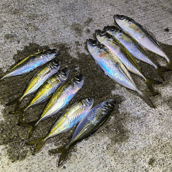 瀬戸内の島アジング（2019-21)