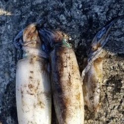 エギング　キロオーバー